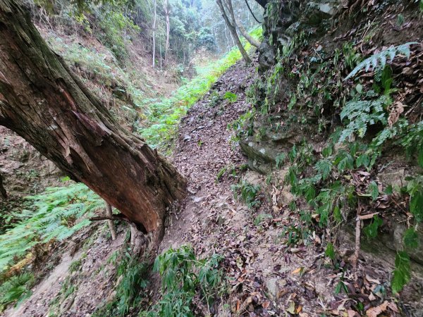 20260220板子寮山舊武界越山橫屏山O型3011637