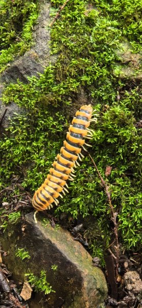 縱走大鳥鵝2828389