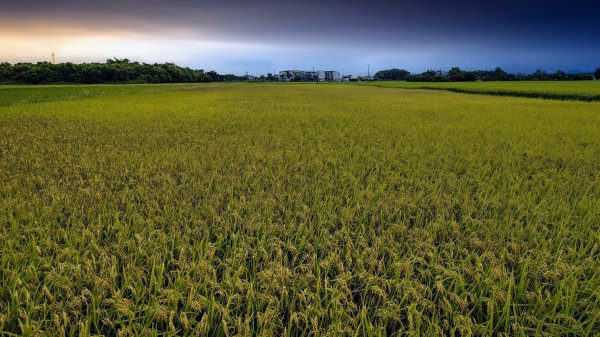 三奇美徑,52甲濕地,傳藝中心2518189