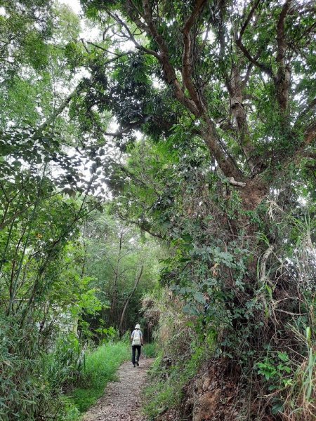 《台中》后里鳳凰山觀音山步道O巡08301083667