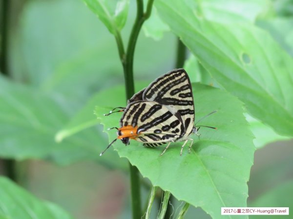《南投》心靈之旅｜惠蓀林場步道群20171010-212890531
