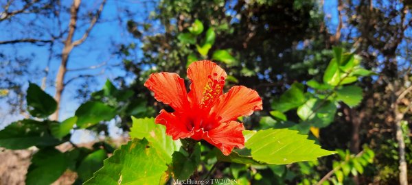 《台中》短暫暖陽｜龍井竹坑南寮步道O繞202601042976432