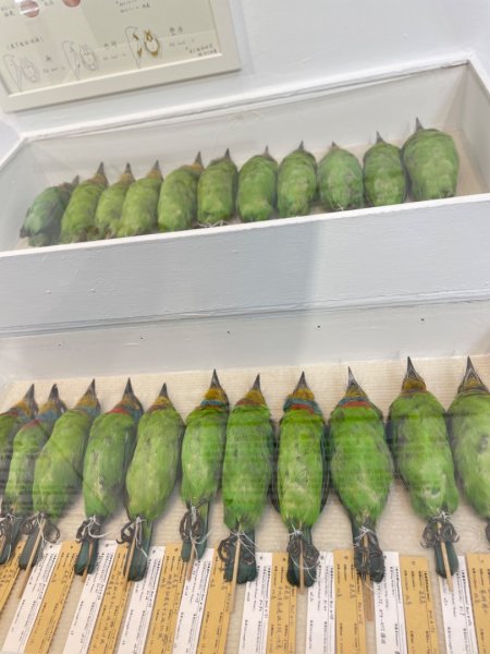 雨天備案💙 台灣博物館的古生代館-台大動植物館免費參觀-北投♨️季2807511