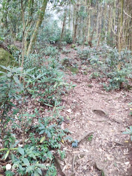 五指山五連峰純路況530523