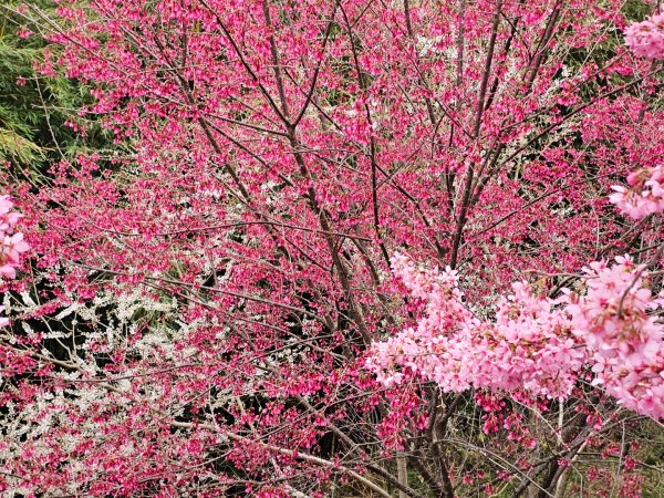 司馬庫斯神木群步道及櫻花季-(新竹)臺灣百大必訪步道3007818