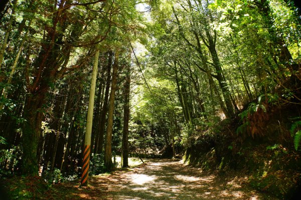 苗栗 泰安 榛山3078966