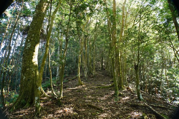 苗栗 南庄 紅毛山、無名山、大坪山2943110