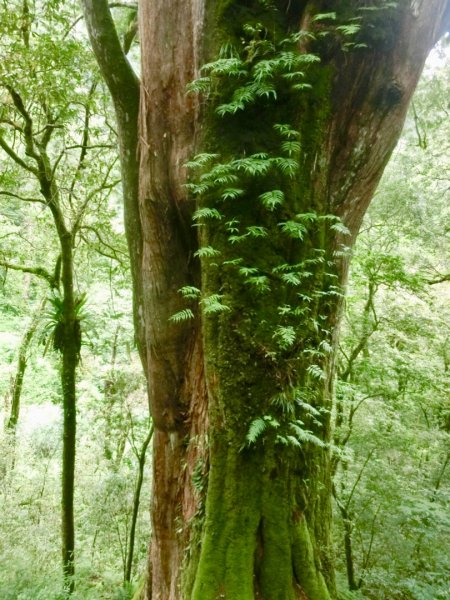 2019-06-29桃園拉拉山神木群628579