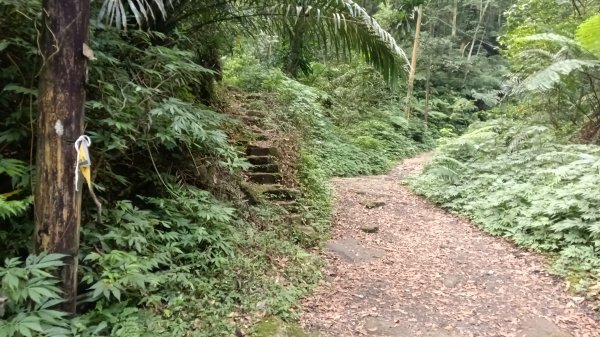 文山區草湳大榕樹-貓空圓山東北峰-貓空圓山-次格中繼站-貓空尖-二格山步道-草湳大榕樹3130185