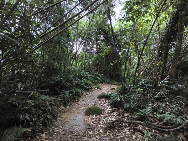 [百山百鳥尋旅-10/15] 2025_0920 溪洲山步道(福山巖登山步道)2893143