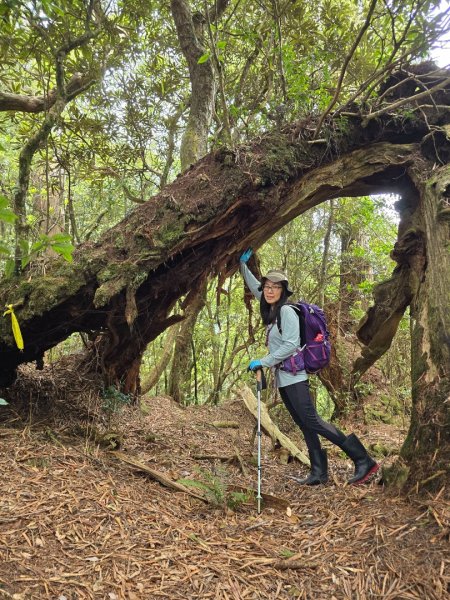 1130511夫拉縱走2501645