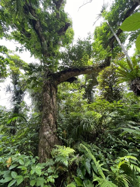 紅頭山大天池2893963