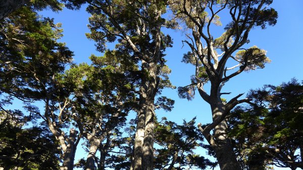 大好天氣的奇萊東稜488990