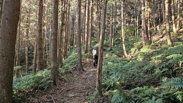 鵝公髻山 鵝公髻山東北峰 第一登山口上下入門路線2395277