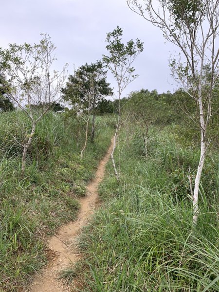 鵲子山（宜蘭礁溪）（小百岳）2530123