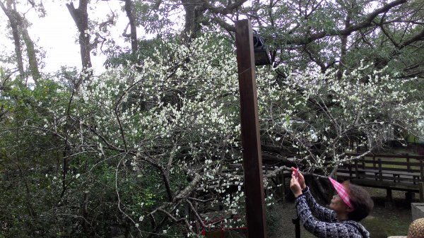 角板山行館梅花季201601101961496