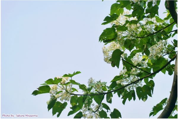 五月雪-油桐花之美18021