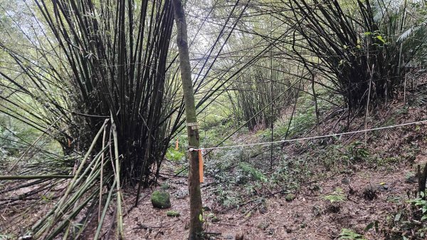 20260316艋舺崙古道-新路尾山-大竹林山3018616