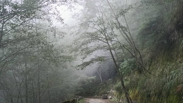 20251010 大雪山國家森林遊樂區 - 船型山林道 登 烏石坑山2911058