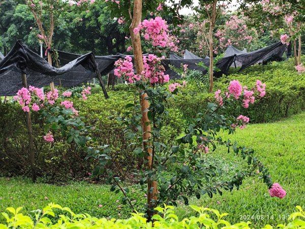 大安森林公園、瑞陽公園、大港墘公園、宏匯瑞光廣場【走路趣尋寶】【臺北健走趣】2574715