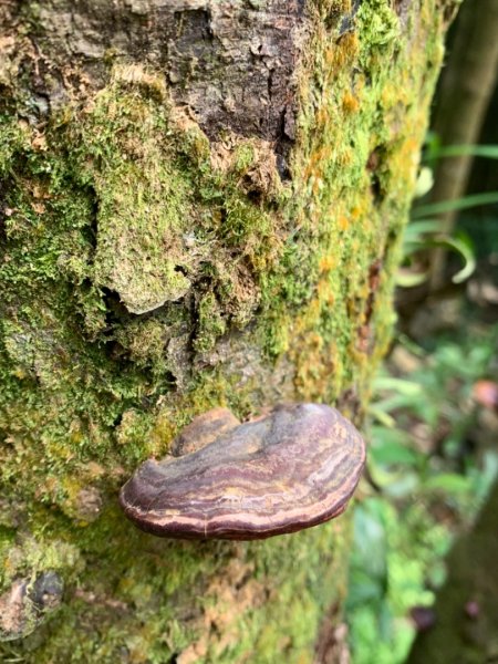 獅仔頭山/小百岳1453962