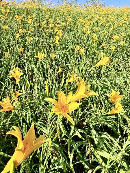 虎山巖賞金針花順撿基石    2025.5.142789442