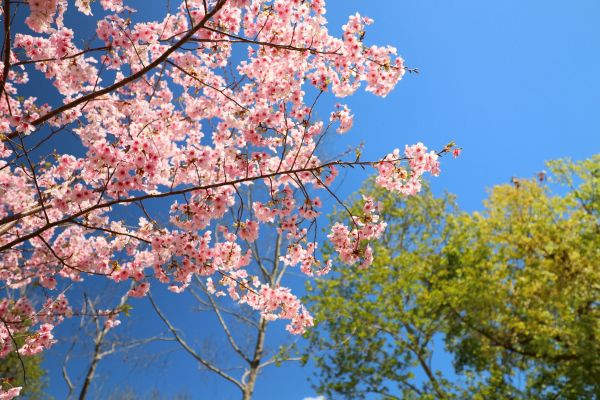 拉拉山的櫻花286589