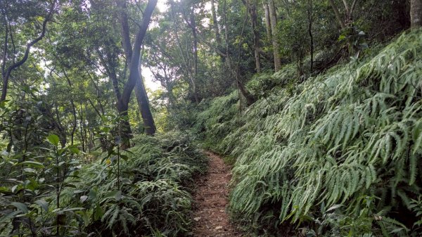 橫山步道2838243