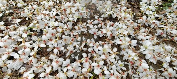 2025/04/25_苗栗鐘樓古道2771185