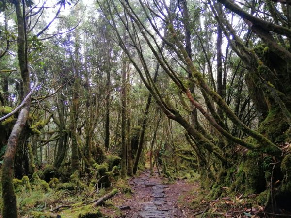 20210307宜蘭太平山翠峰湖環山步道1625957