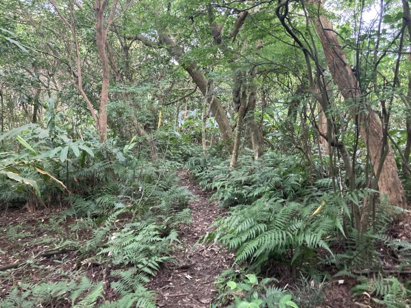 土庫岳2527794