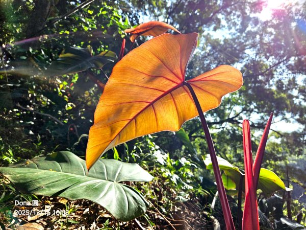 20251215林口森林步道+太平嶺海濱步道2969374
