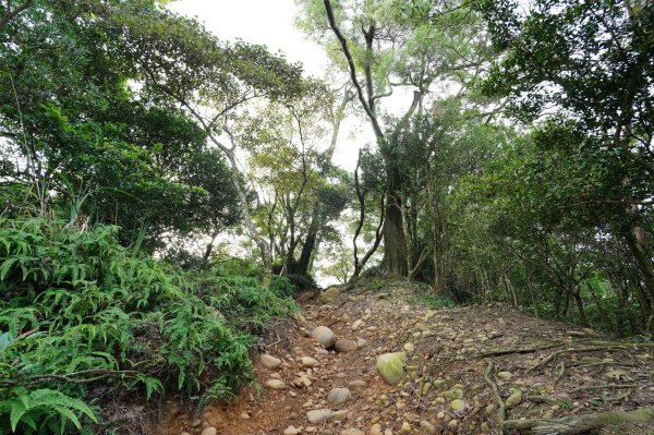 苗栗 長潭坑山、大坑尾山、三角山、雙峰山2598363