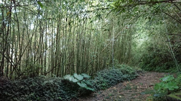 馬拉邦山上湖登山口O型走1069014