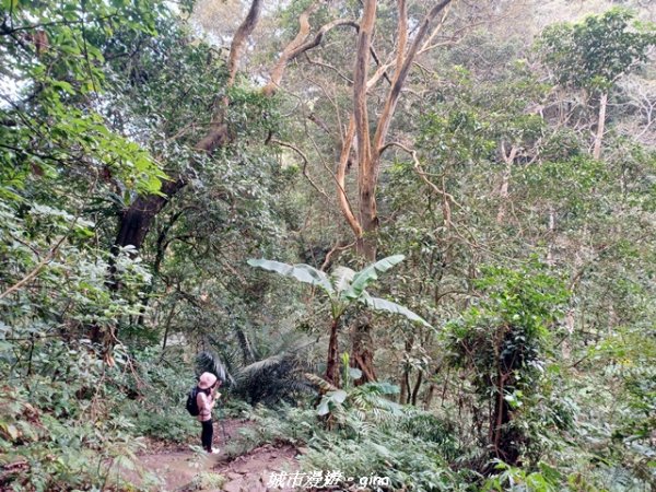 【新竹竹東】五指山登山步道3004827