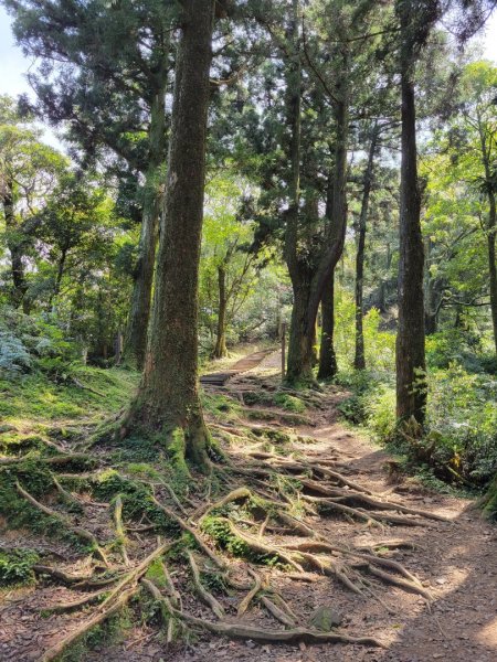 2021.03.16 桃園復興區東眼山1308546