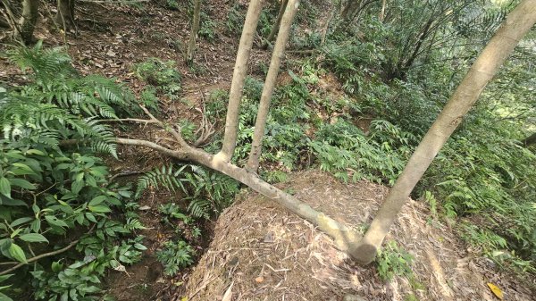 20260323后番仔坑山-內平林山-新路尾山-頂坑山-三貂嶺中心點3023704