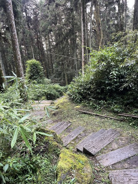 [嘉遊好步道．來嘉走走-04/10] 2024_1011 阿里山頂湖步道2624746