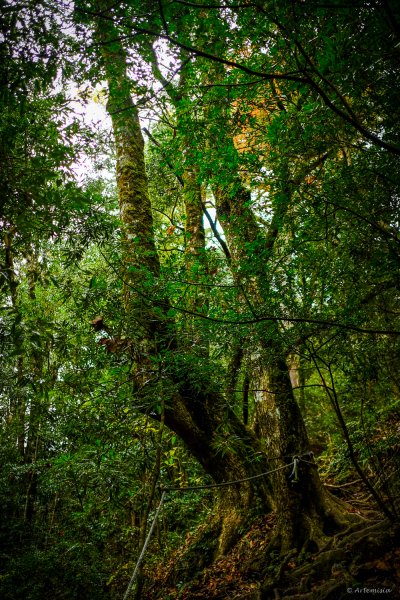 [冬訪大霸聖山岳參行]-大鹿林道東線榆金楓紅與九九山莊精選輯2974698