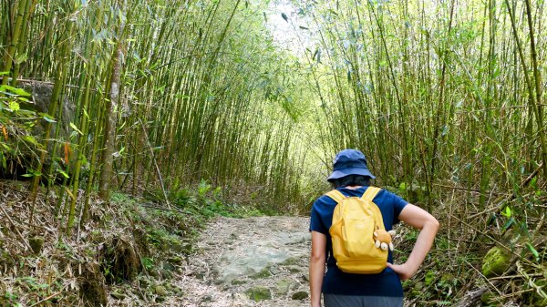 《蝶戀花。錫葉藤盛放》2735265