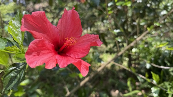 土城太極嶺|五城山|文筆山|峯花雪月2742828