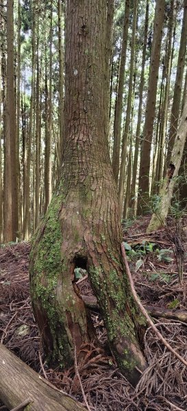 2025/06/22_民都有山登山步道2818029