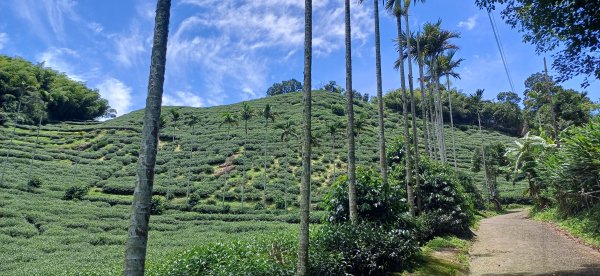 梨子腳山.嘉義梅山2823384