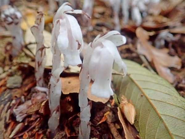 石山秀湖夢幻仙境悠遊行1013486