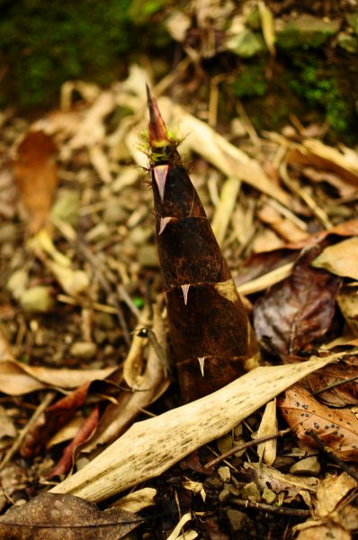 鄒族雅吾瑪斯步道916894
