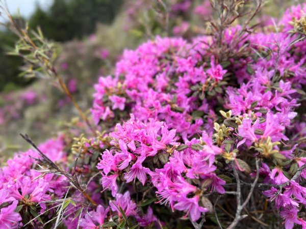 桃山、喀拉業2816819