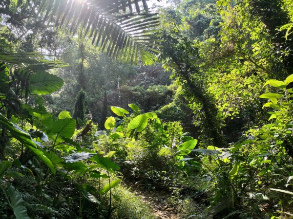 【新竹縣新埔鎮】飛龍步道2833122