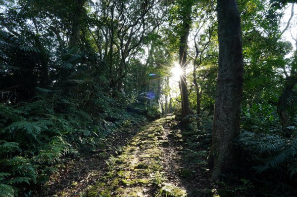 新北 三峽-土城 大暖尖山、火焰山、石門內尖山、十八羅漢岩、成福山3016612