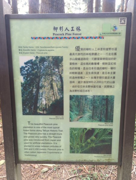 2026.02.14－特富野古道3013691