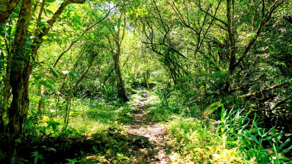 崩山坑越嶺內盤山2913774